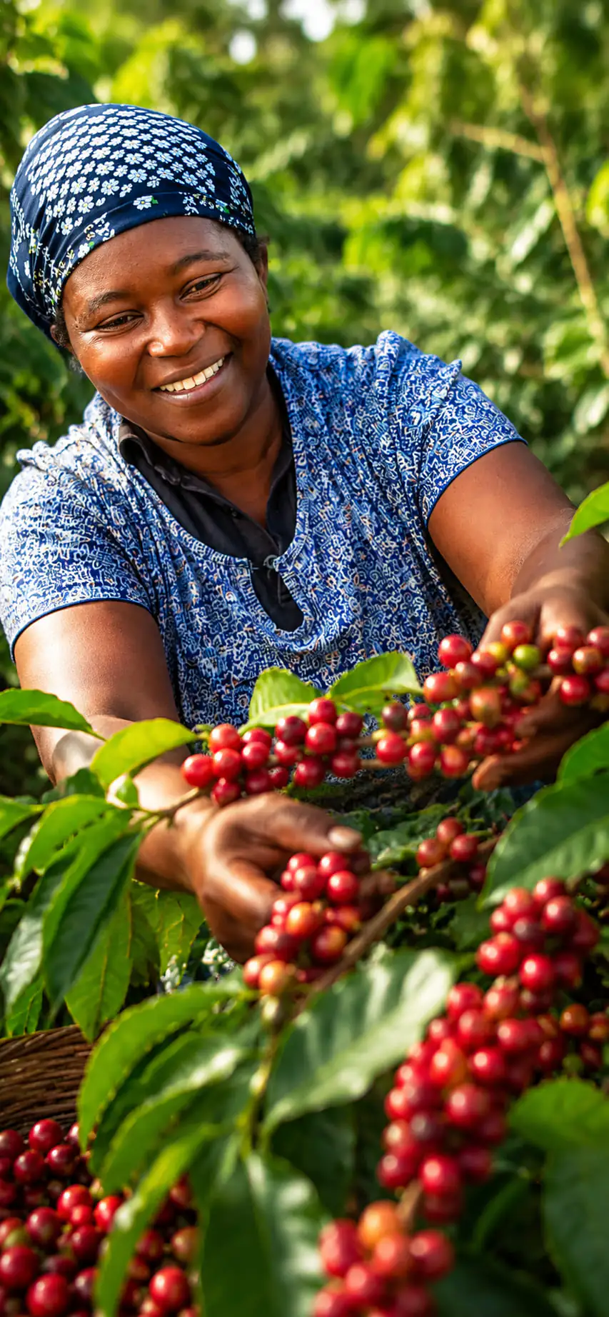 A Gathaithi member picking ripe red cherry by hand from the branch, a full basket beside her.