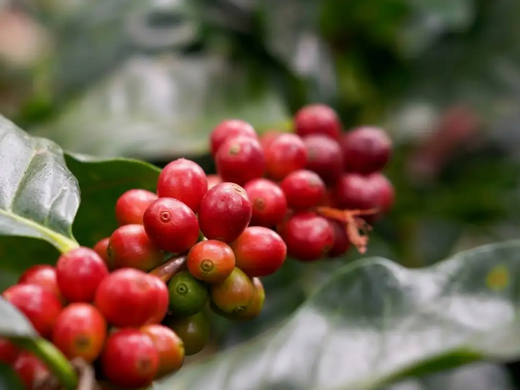 Ripe red coffee cherry on the branch.