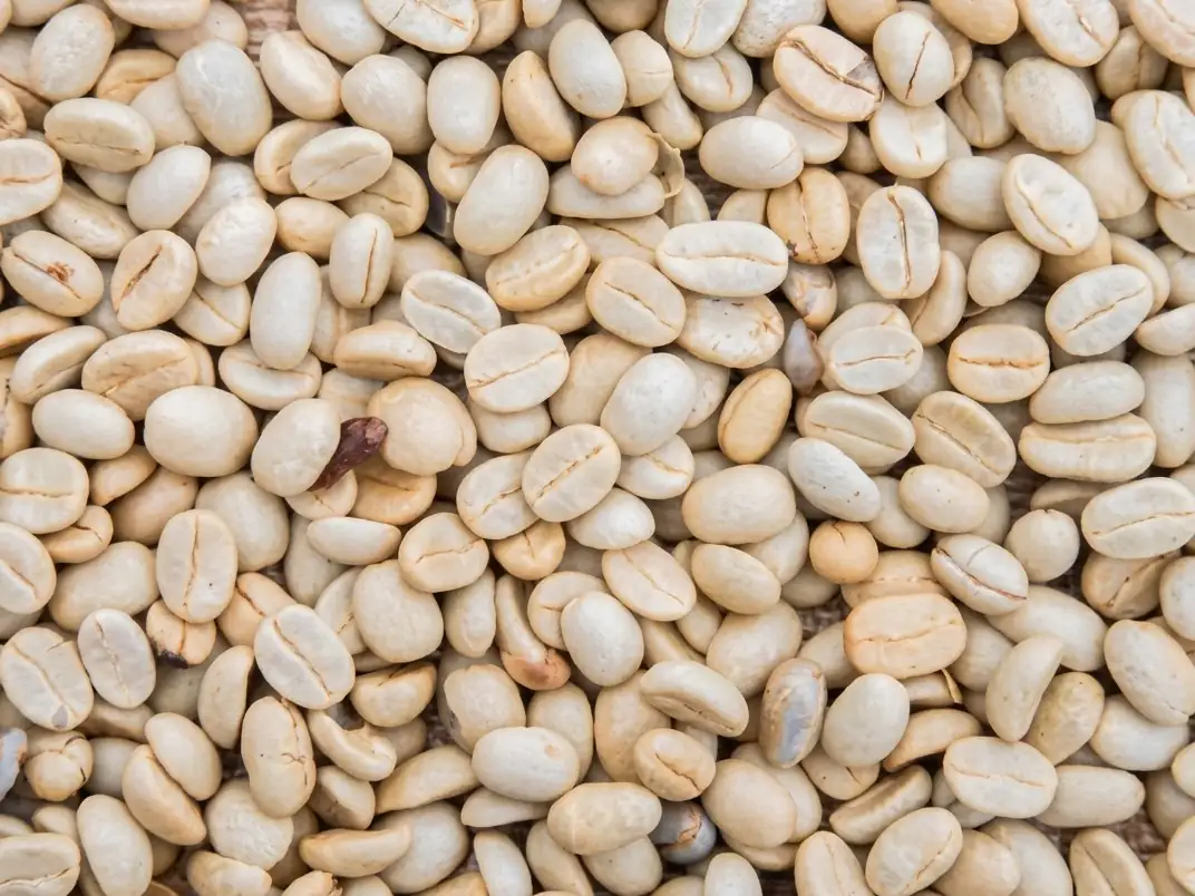 Green coffee beans, hulled and graded.