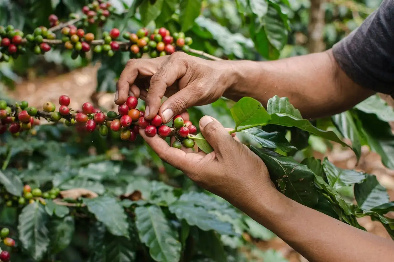 A picker’s hands taking ripe red cherry from a coffee branch, leaving the unripe green cherry behind.