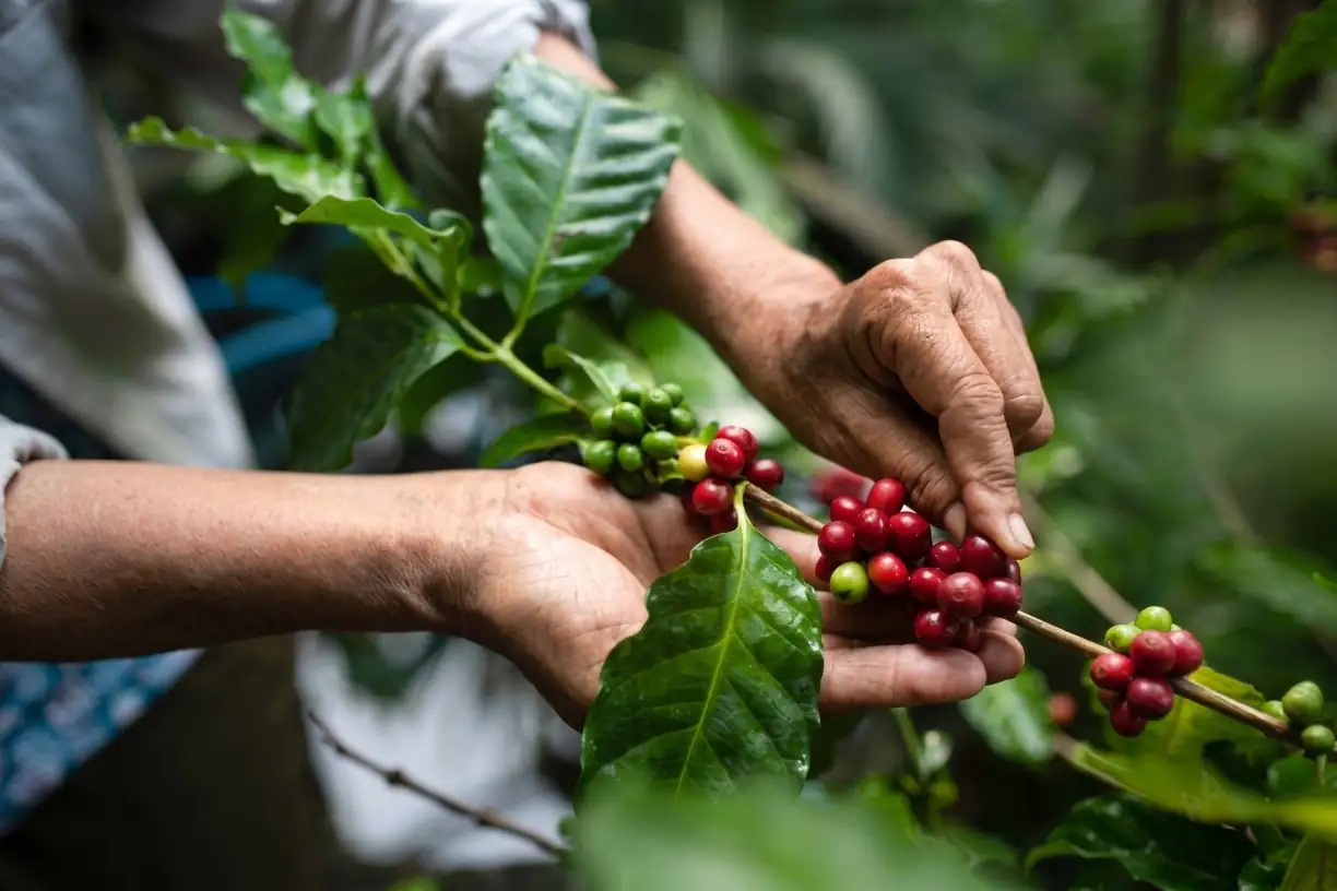 Hands selecting ripe red cherry from a coffee branch, green leaves all around.